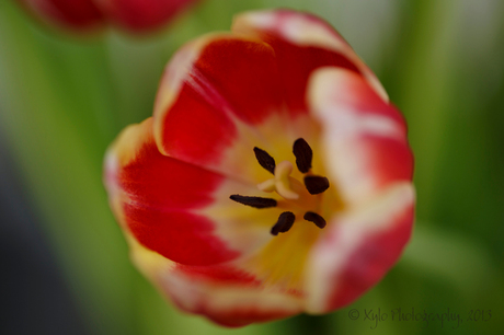 Makrotulp