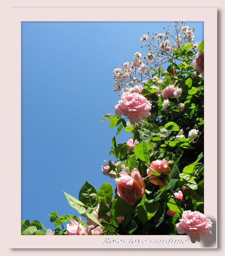 Roses love sunshine