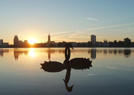 Zwarte zwanen bij zonsopgang aan de Maas in Roermond