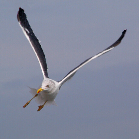 Original shot of seagull