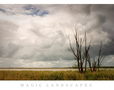 oostvaardersplassen juni2010