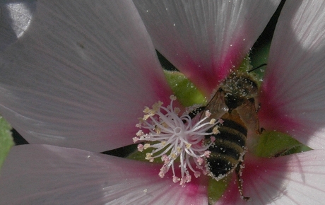 bloem en bij