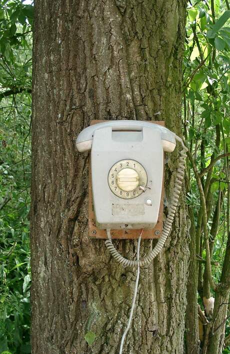 Telefoon aan boom