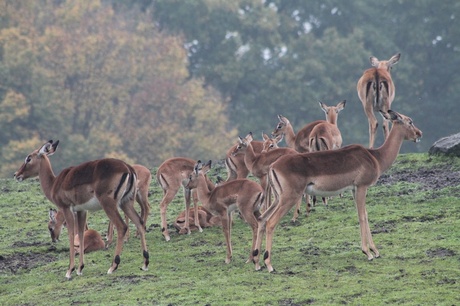 Impala on the Hill