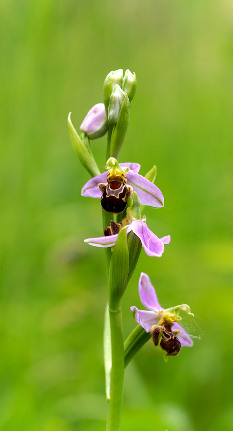 Bijenorchis Appelzak