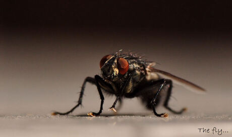 The fly...
