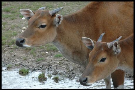 Zoomdag Burgers Zoo