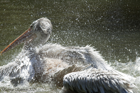 Pelikaan in golfslagbad