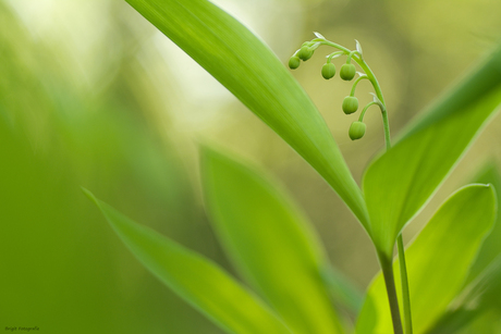 Shades of Green