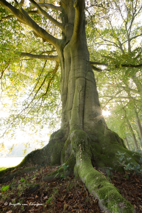 Reaching for the sky