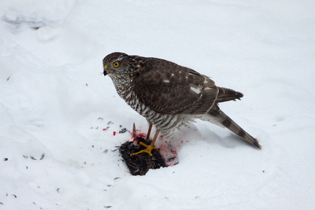 Sperwer pakt spreeuw in tuin