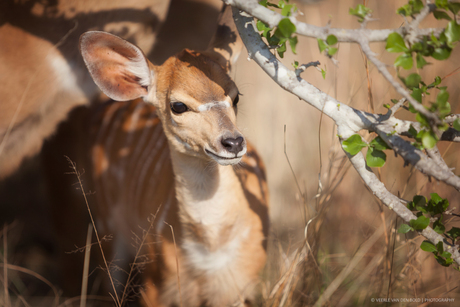 Little Nyala