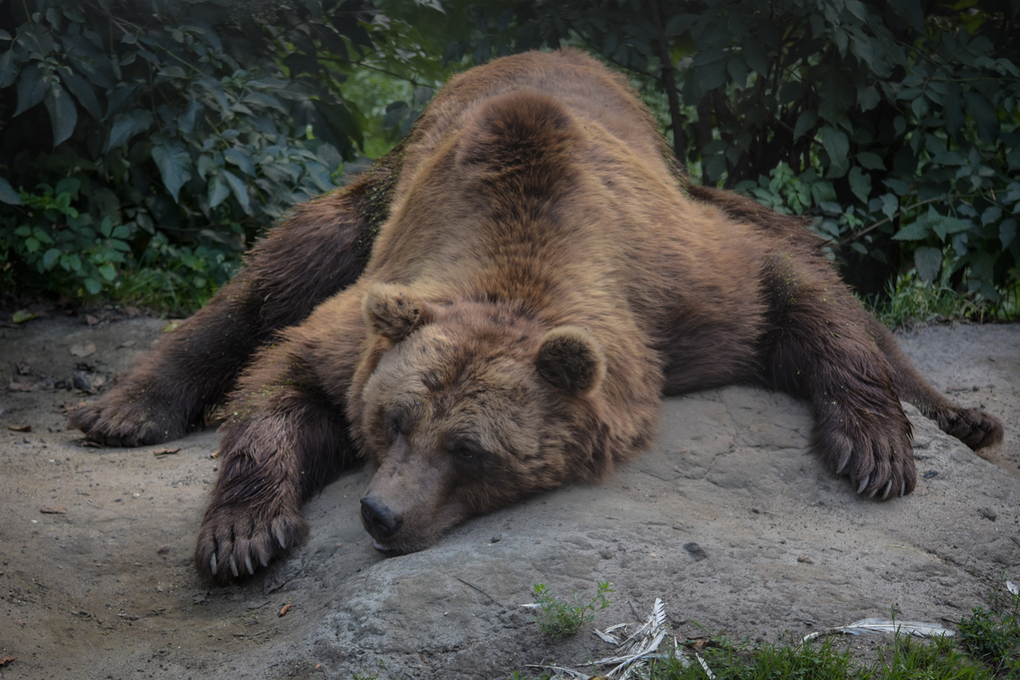 lazy on a sunny afternoon - beremoe - foto door anne001 op 14-08-2016