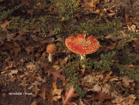 in het bos