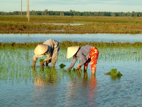 Rijstplanters