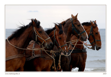 paarden