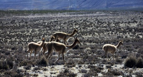 vicuña’s