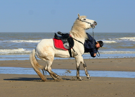 Paard wipt ruiter