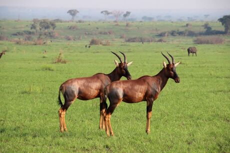 Hartenbeest.jpg