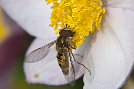 Zweefvlieg op bloem 3