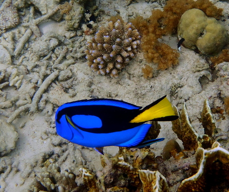 Picasso doktersvis, Dory uit 'Finding Nemo'!