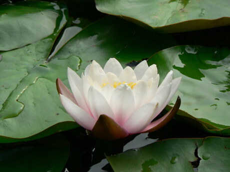 Waterlelie