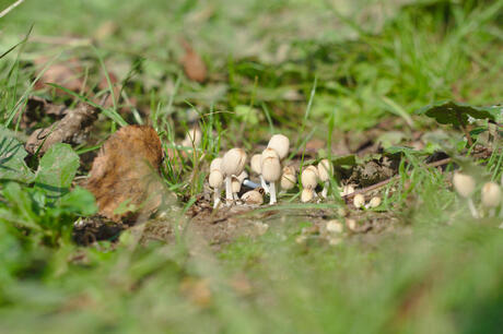 Mini paddenstoel.jpg