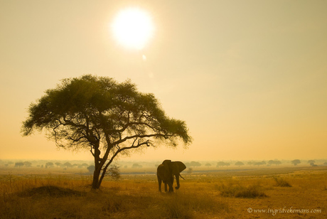 Elephant Sunrise