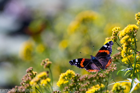 Botanische Tuinen Utrecht-94.jpg