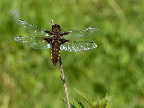 Libelle