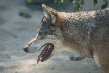 Wolf