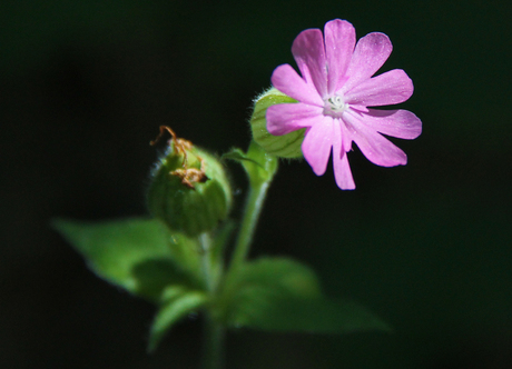 Bloemetje