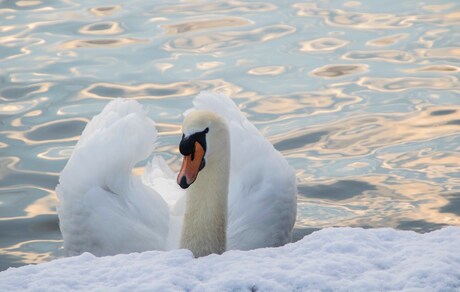 zwaan en sneeuw