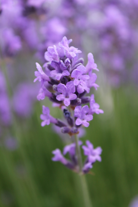 Lavendel