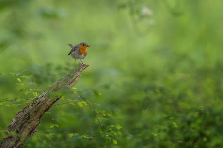 ROODBORST