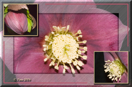 Drie maal Helleborus