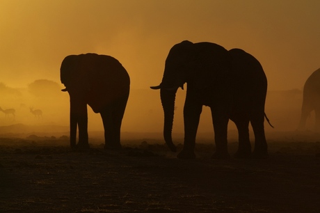 olifantenstofbad Botswana