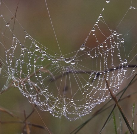 Bedauwde spinneweb