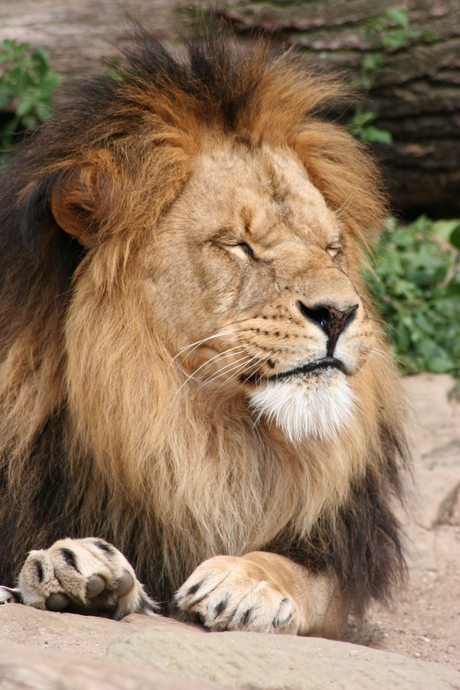 Bazige leeuw