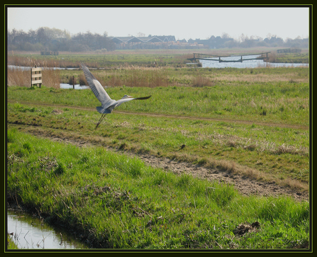 reiger