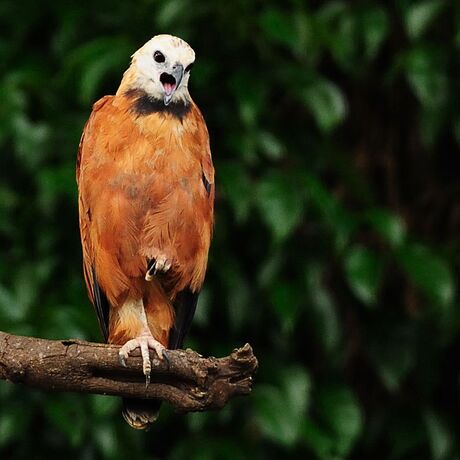 Zwarthalsbuizerd in Amazone