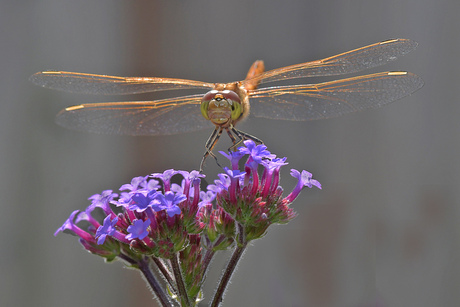 Steenrode Heidelibel