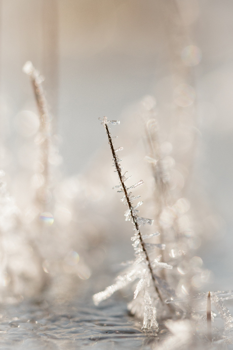 Ice sculptures