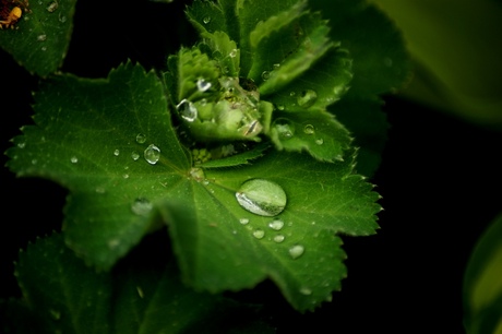 Regen in de tuin