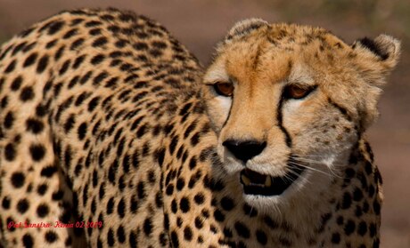 Cheetah Masai Mara