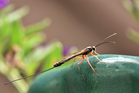 sluipwespfamilie Ichneumonidae ?