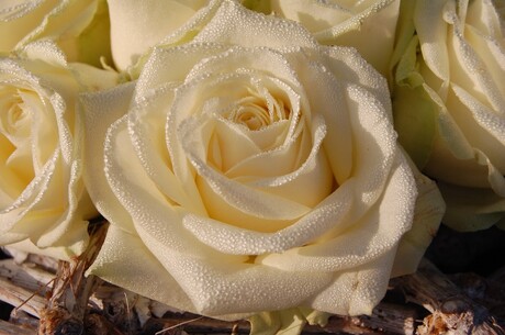 Witte roos met dauw...