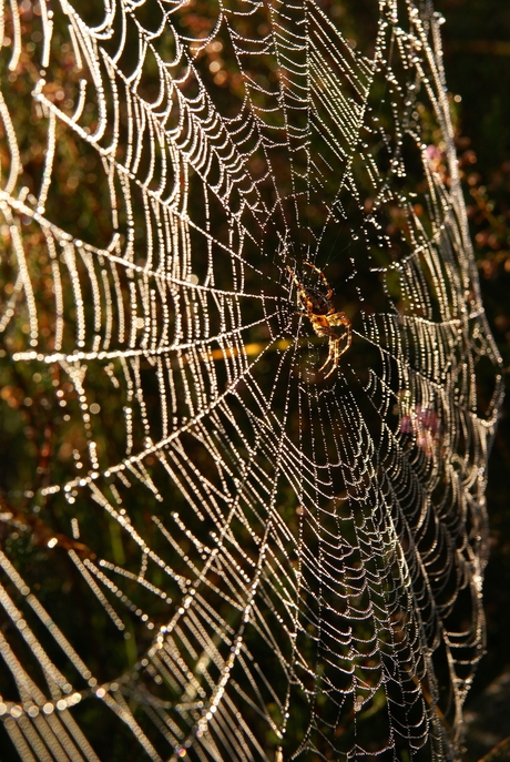 Kruisspin in tegenlicht