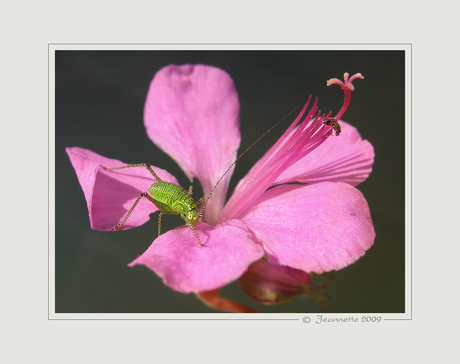 roze bloemetjes.....ook lekker