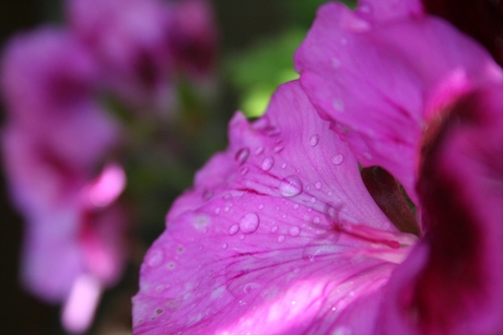 Paarse bloem na regenbui